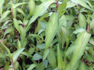 Polygonum odoratum (4