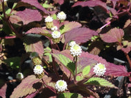 Lippia dulcis (4