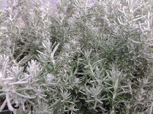 Helichrysum italicum 'Nana' | Dwarf Curry Plant