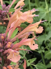 Load image into Gallery viewer, Agastache Acapulco® Deluxe Peach (1 qt) | Acapulco Deluxe Peach Hybrid Hummingbird Mint (1 qt)
