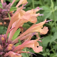 Agastache Acapulco® Deluxe Peach (1 qt) | Acapulco Deluxe Peach Hybrid Hummingbird Mint (1 qt)
