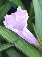 Ruellia brittoniana 'Chi Chi' (1 qt) | Chi Chi Hardy Pink Petunia (1 qt)