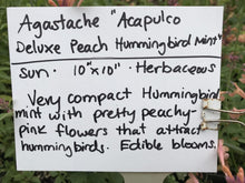 Load image into Gallery viewer, Agastache Acapulco® Deluxe Peach (1 qt) | Acapulco Deluxe Peach Hybrid Hummingbird Mint (1 qt)
