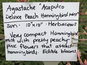 Agastache Acapulco® Deluxe Peach (1 qt) | Acapulco Deluxe Peach Hybrid Hummingbird Mint (1 qt)