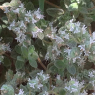 Origanum syriacum (4