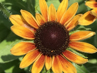Rudbeckia hirta 'Moroccan Sun' | Moroccan Sun Black Eyed Susan