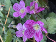 Erodium reichardii 'Charm' (1 qt) | Alpine Geranium (1 qt)