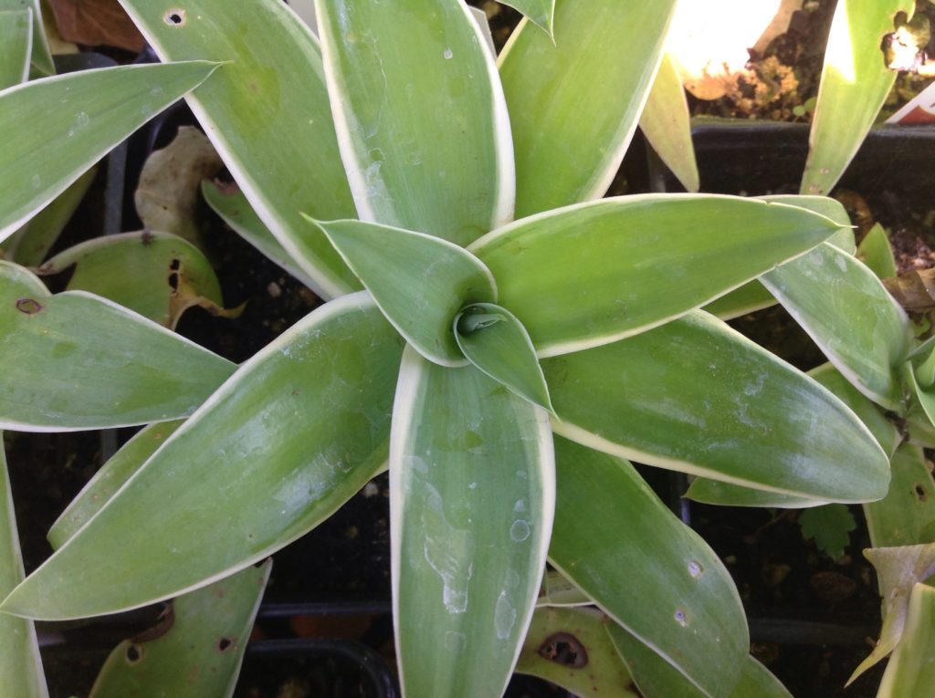 Agave attenuata 'AGAVWS' Ray of Light (1 qt) | Ray of Light Fox Tail Agave (1 qt)