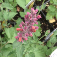 Agastache 'Kudos Ambrosia' (1 qt) | Pink Dwarf Hummingbird Mint (1 qt)