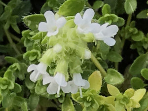 Thymus serpyllum 'Snowdrift' | Snowdrift White English Thyme
