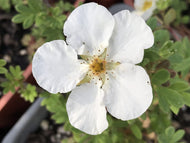 Potentilla fruticosa 'Abbotswood' (1 qt) | Abbotswood Shrubby Cinquefoil (1 qt)