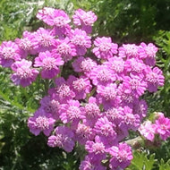 Achillea millefolium 'Pink Grapefruit' (1 qt) | Pink Grapefruit Yarrow (1 qt)