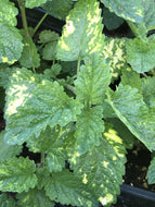 Melissa officinalis 'Aurea' (info) | Variegated Lemon Balm (info)