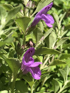 Hesperozygis 'Midnight Mojito' (4