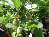 Fragaria vesca 'White Soul' (4