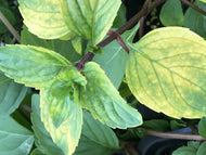 Mentha x gracilis (4