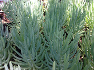 Senecio serpens (1 qt) | Dwarf Blue Chalksticks (1 qt)