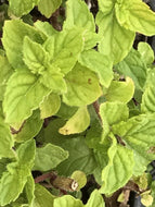 Mentha 'Berries and Cream' (4