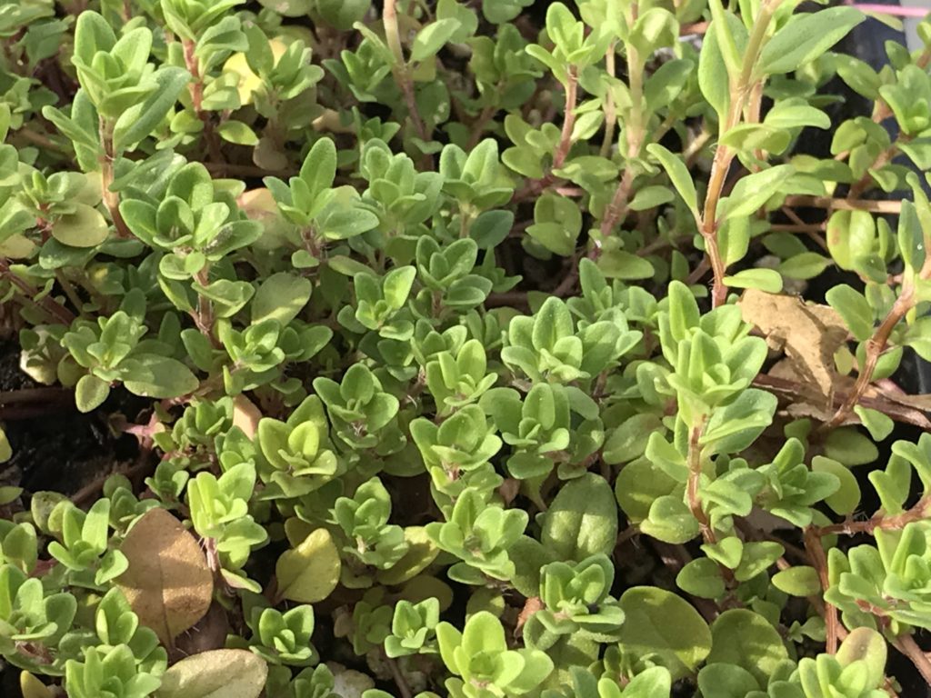Thymus serpyllum | Carpet Lilac Thyme