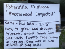 Load image into Gallery viewer, Potentilla fruticosa &#39;Abbotswood&#39; (1 qt) | Abbotswood Shrubby Cinquefoil (1 qt)
