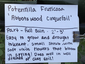 Potentilla fruticosa 'Abbotswood' (1 qt) | Abbotswood Shrubby Cinquefoil (1 qt)
