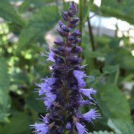 Agastache hybrida 'Astello Indigo' (1 qt) | Astello Indigo Anise Hyssop (1 qt)
