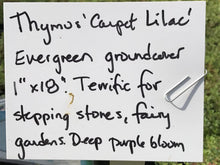 Load image into Gallery viewer, Thymus serpyllum | Carpet Lilac Thyme
