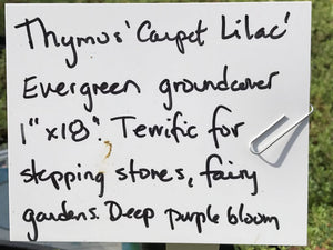 Thymus serpyllum | Carpet Lilac Thyme