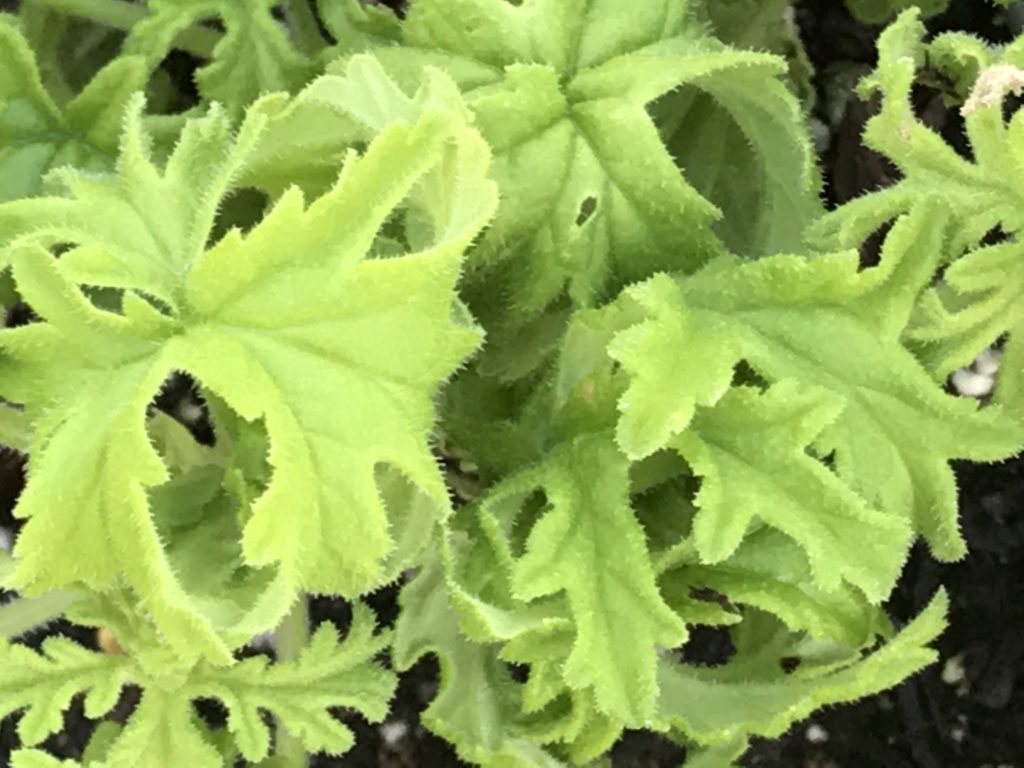 Pelargonium 'Colocho' | Colocho Scented Geranium