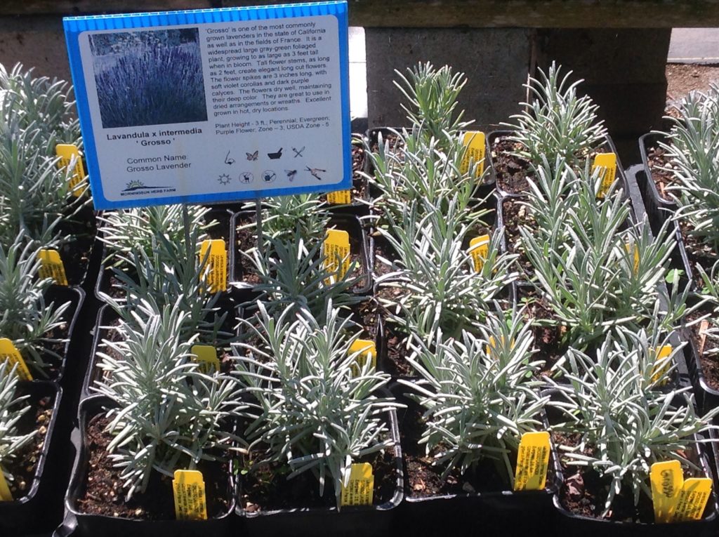 where to buy grosso lavender plants Lavandula x intermedia 'Grosso' (4")