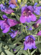 Penstemon heterophyllus 'Margarita BOP' (1 qt) | Blue Bedder Penstemon (1 qt)