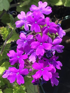Verbena canadensis 'Homestead Purple' (1 qt) | Homestead Purple Verbena (1 qt)