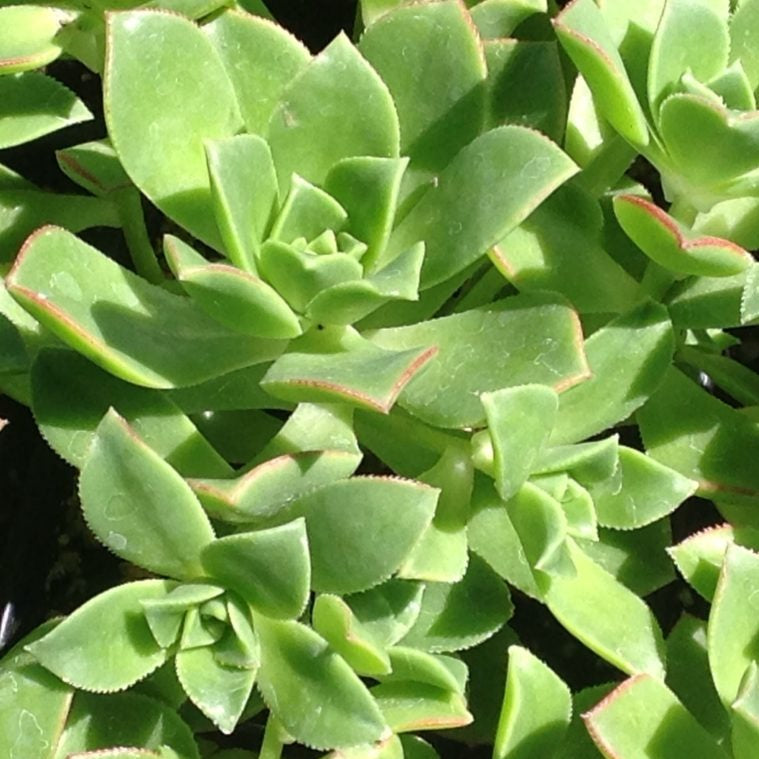 kiwi aeonium succulent Aeonium haworthii 'Kiwi' (1 qt)