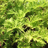 Pelargonium 'Lara Bounty' (4