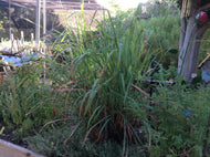 Cymbopogon citratus (4