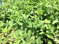 Origanum vulgare hirtum (3.5