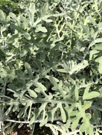 Centaurea gymnocarpa (1 qt) | Velvet Centaurea (1 qt)