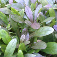 Ajuga x tenorii 'Chocolate Chips' (4