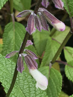 Salvia 'Phyllis Fancy' (1 qt) | Phyllis' Fancy Sage (1 qt)