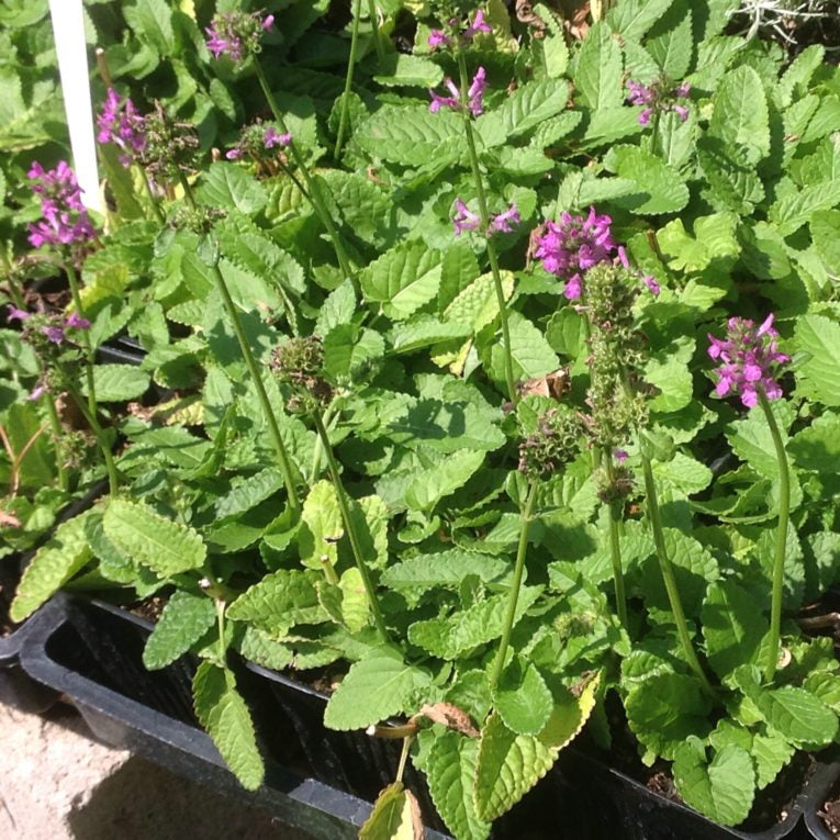 Stachys monnieri 'Hummelo'
