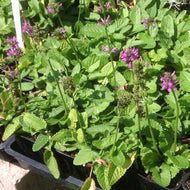 Stachys monnieri 'Hummelo' | Wood Betony