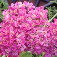 Achillea millefolium 'Pomegranate' (1 qt) | Pomegranate Yarrow (1 qt)
