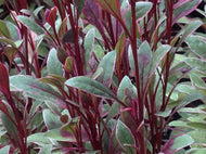 Gaura lindheimeri 'Passionate Rainbow' (1 qt) | Passionate Rainbow Gaura (1 qt)