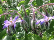 Borago officinalis (3.5