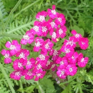 Achillea millefolium 'New Vintage Violet' (1 qt) | Yarrow 'New Vintage Violet' (1 qt)