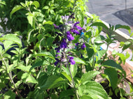 Salvia 'Indigo Spires' (1 qt) | Indigo Spires Sage (1 qt)