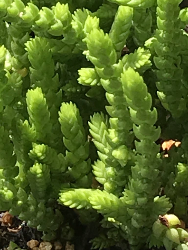 succulent princess pine Crassula muscosa 'Princess Pine' (4")