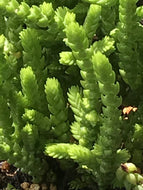 Crassula muscosa 'Princess Pine' (4