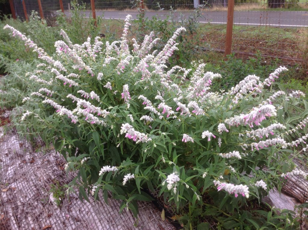 Salvia leucantha 'Danielle's Dream' (1 qt) | Pink Mexican Bush Sage (1 qt)