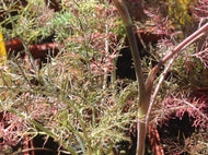Foeniculum vulgare 'Purpureum' (3.5